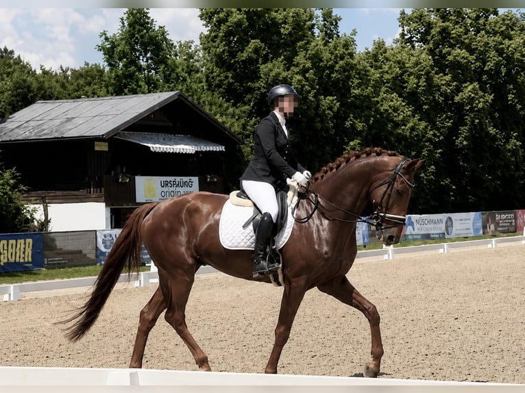Hanovrien Hongre 5 Ans 175 cm Alezan brûlé in Davidschlag