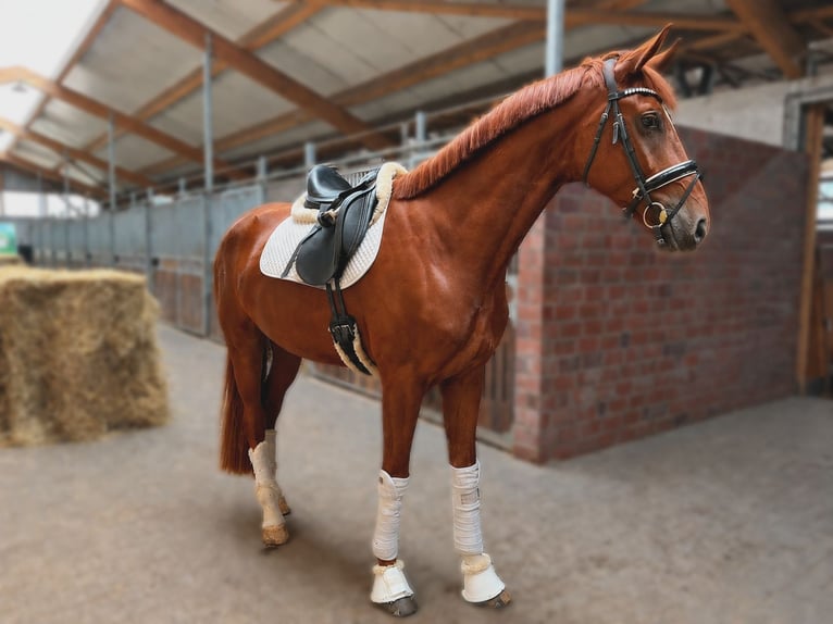 Hanovrien Hongre 5 Ans 175 cm Alezan in Chambéon