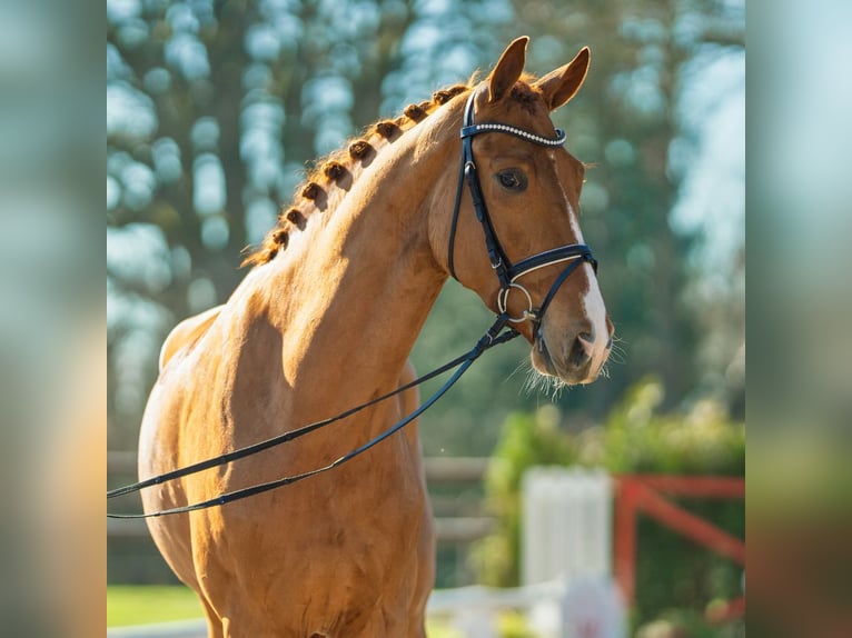 Hanovrien Hongre 5 Ans 175 cm Alezan in Münster-Handorf