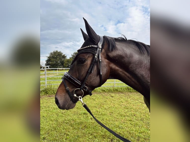 Hanovrien Hongre 5 Ans 175 cm Bai brun in WesterkappelnWe