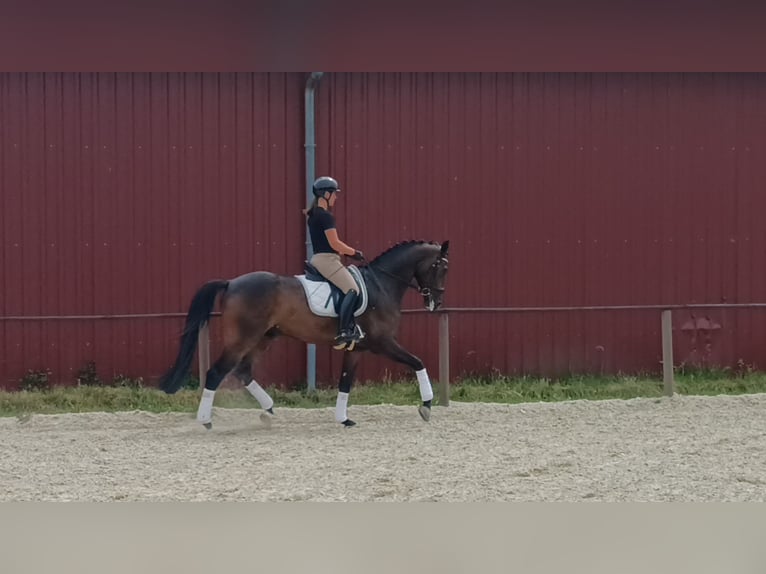 Hanovrien Hongre 5 Ans 175 cm Bai brun in Griesheim