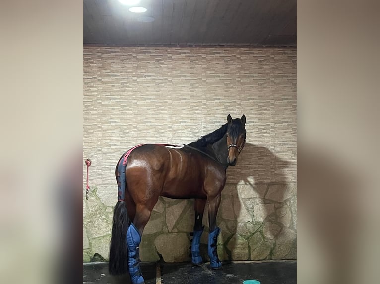 Hanovrien Hongre 5 Ans 175 cm Bai brun in Valdemoro