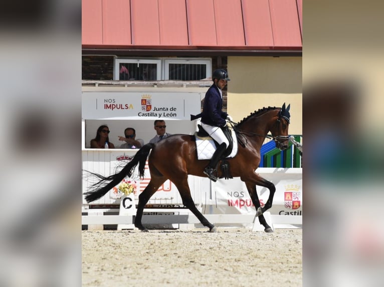 Hanovrien Hongre 5 Ans 175 cm Bai brun in Valdemoro