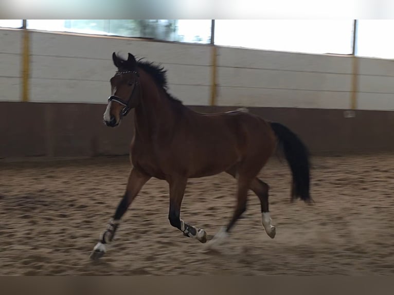 Hanovrien Hongre 5 Ans 175 cm Bai brun in Braunschweig