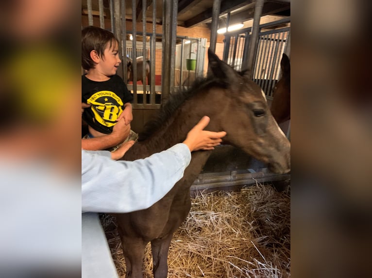 Hanovrien Hongre 5 Ans 175 cm Bai brun foncé in Rüegsauschachen