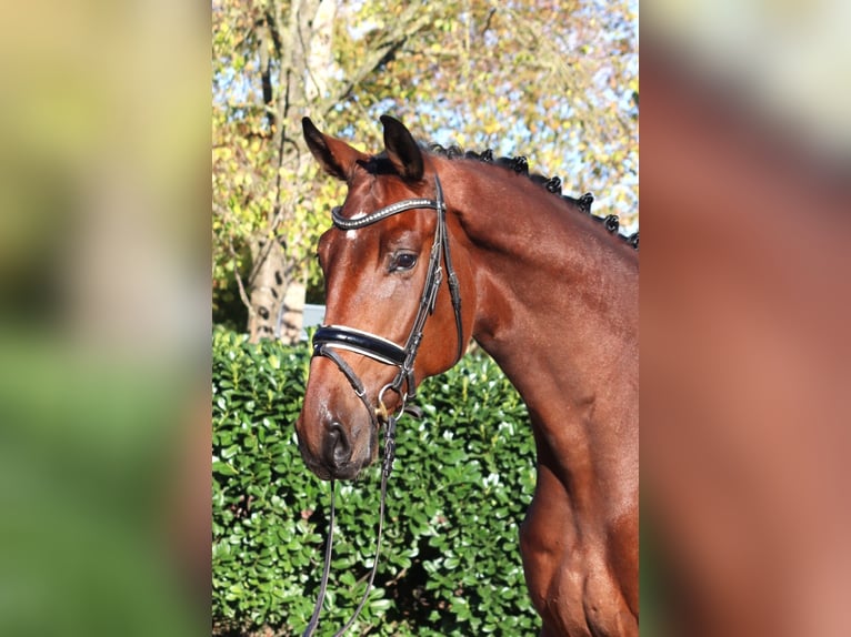 Hanovrien Hongre 5 Ans 175 cm Bai in Selsingen