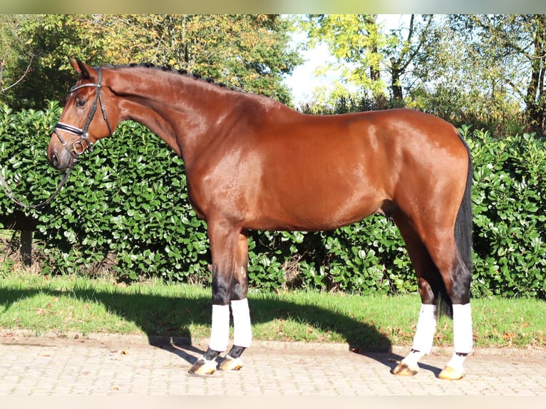 Hanovrien Hongre 5 Ans 175 cm Bai in Selsingen