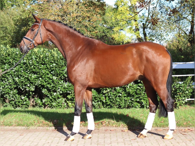 Hanovrien Hongre 5 Ans 175 cm Bai in Selsingen