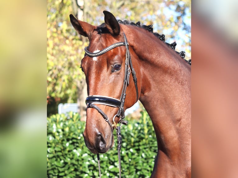 Hanovrien Hongre 5 Ans 175 cm Bai in Selsingen