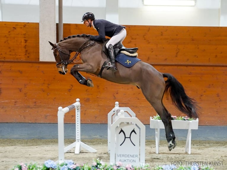 Hanovrien Hongre 5 Ans 175 cm Bai in Verden