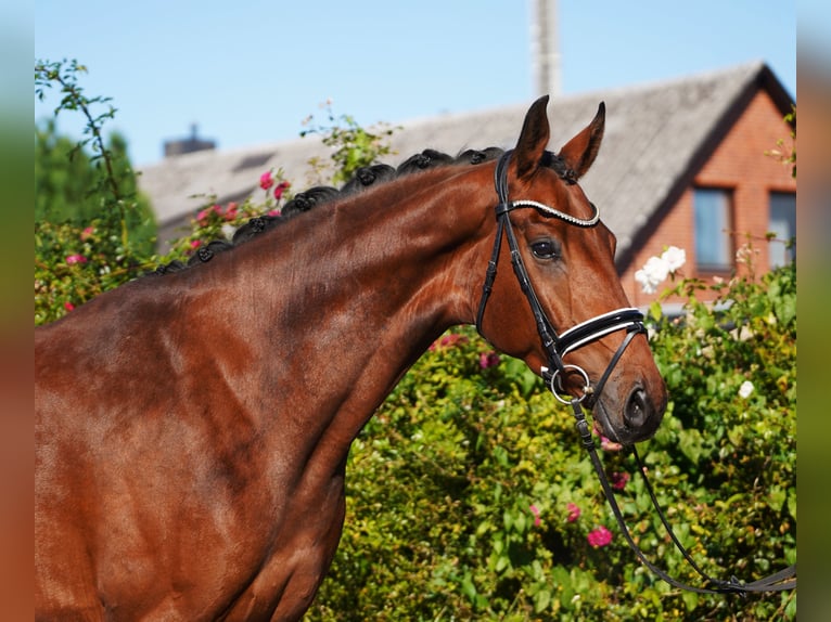 Hanovrien Hongre 5 Ans 175 cm in Hohenfelde