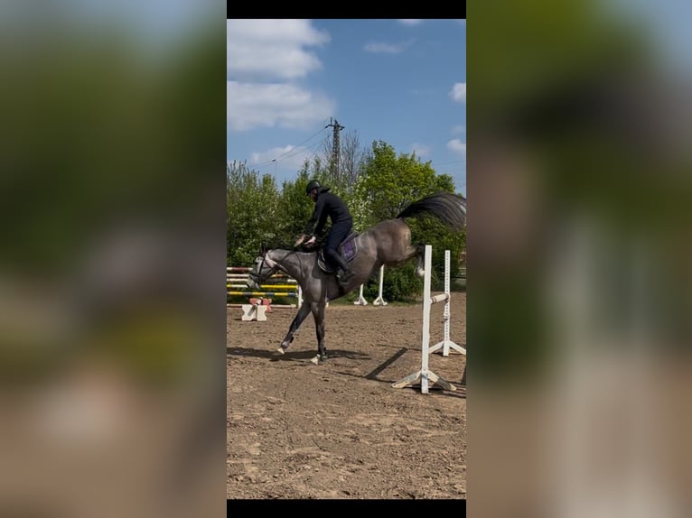 Hanovrien Hongre 5 Ans 175 cm Gris (bai-dun) in Bischofsheim