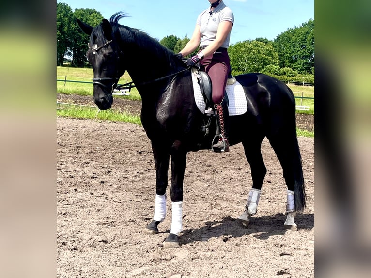Hanovrien Hongre 5 Ans 175 cm Noir in Kirchlinteln