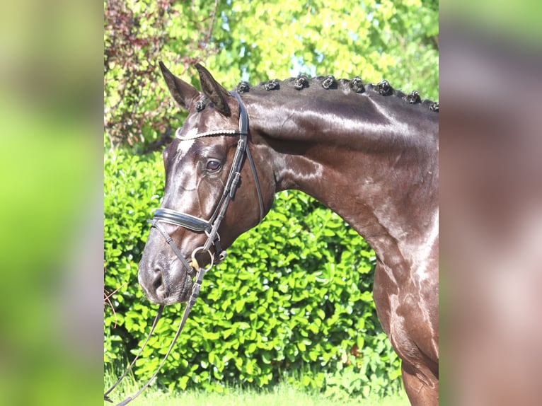 Hanovrien Hongre 5 Ans 175 cm Noir in Selsingen