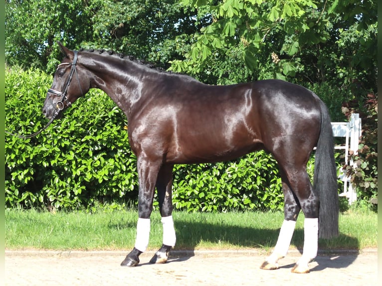 Hanovrien Hongre 5 Ans 175 cm Noir in Selsingen
