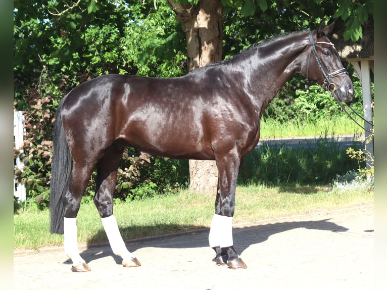 Hanovrien Hongre 5 Ans 175 cm Noir in Selsingen
