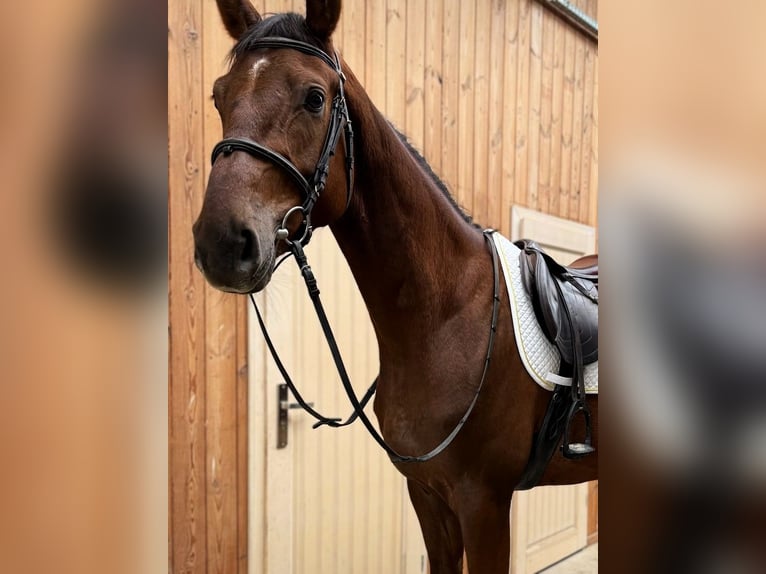 Hanovrien Hongre 5 Ans 176 cm Alezan brûlé in Potsdam