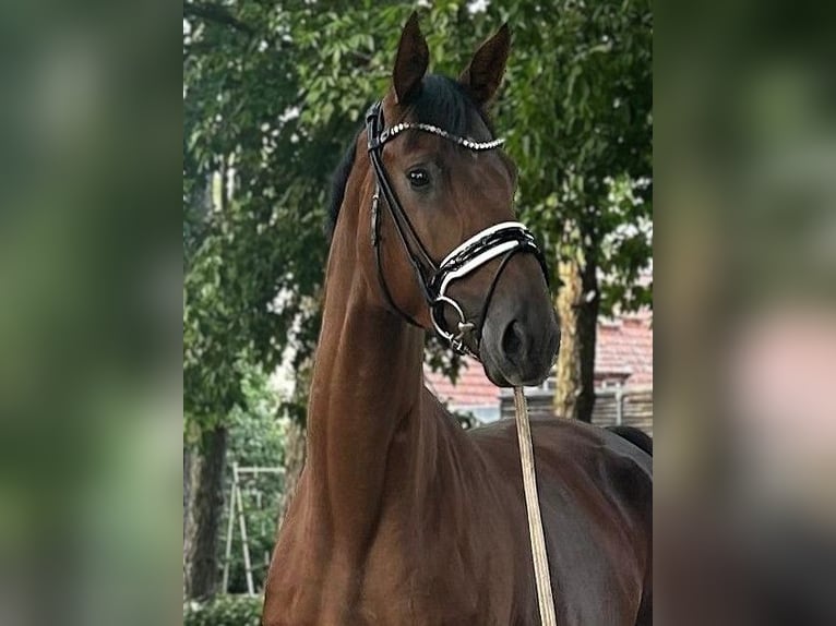 Hanovrien Hongre 5 Ans 176 cm Alezan brûlé in Potsdam