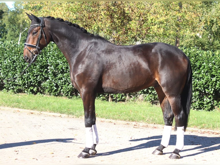 Hanovrien Hongre 5 Ans 176 cm Bai brun in Selsingen