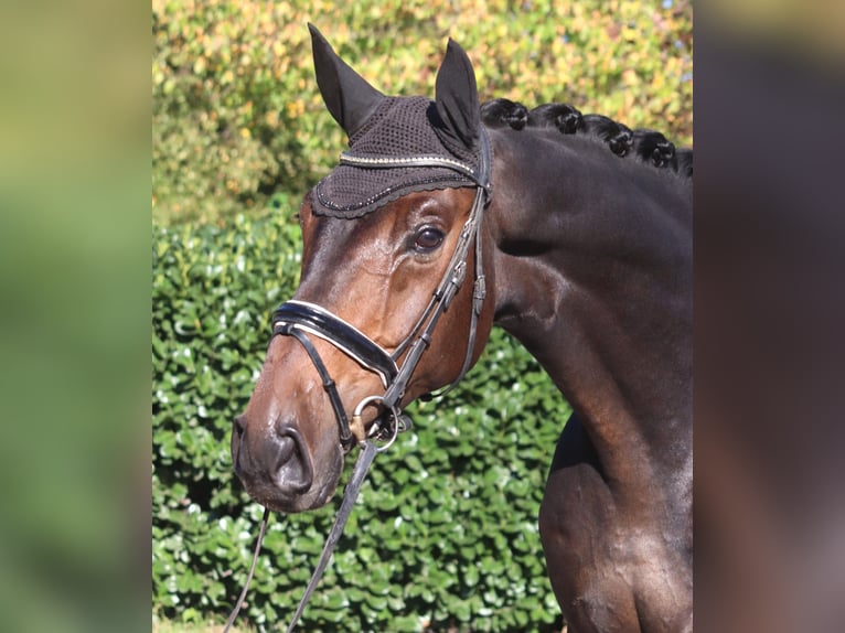 Hanovrien Hongre 5 Ans 176 cm Bai brun in Selsingen