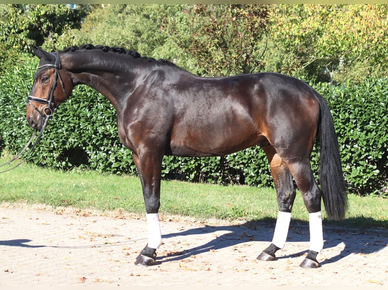 Hanovrien Hongre 5 Ans 176 cm Bai brun in Selsingen