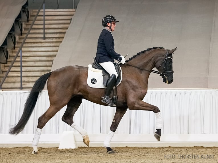 Hanovrien Hongre 5 Ans 176 cm Bai brun foncé in Verden