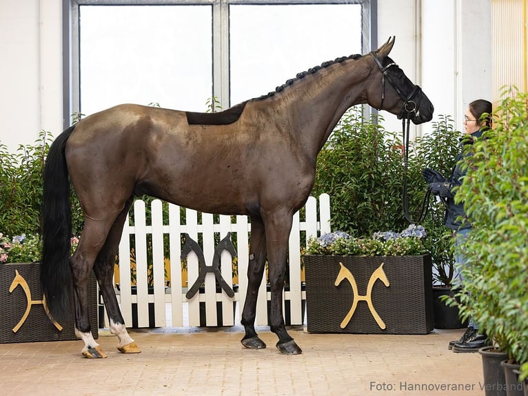 Hanovrien Hongre 5 Ans 176 cm Bai brun foncé in Verden
