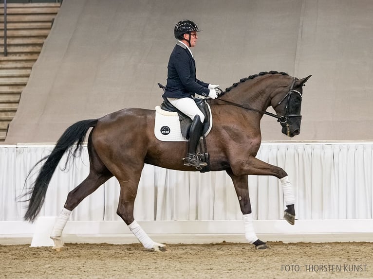Hanovrien Hongre 5 Ans 176 cm Bai brun foncé in Verden