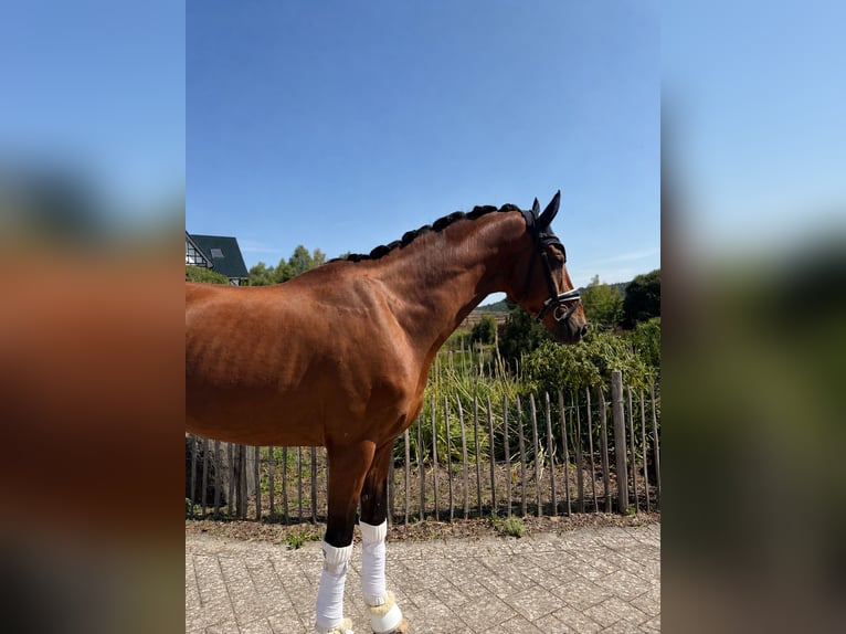 Hanovrien Hongre 5 Ans 176 cm Bai in Haiger