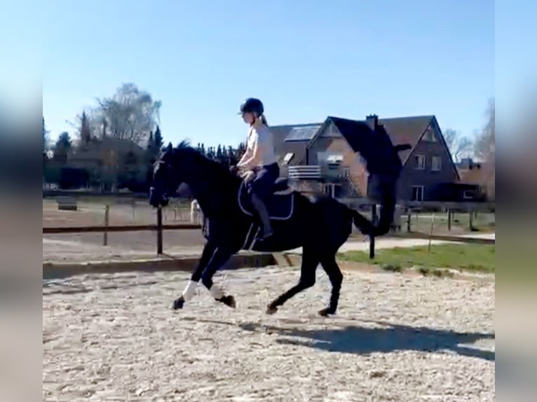 Hanovrien Hongre 5 Ans 176 cm Noir in Hohenhorn