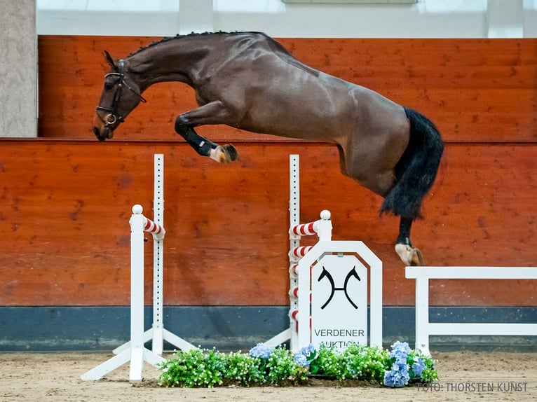 Hanovrien Hongre 5 Ans 177 cm Bai in Verden