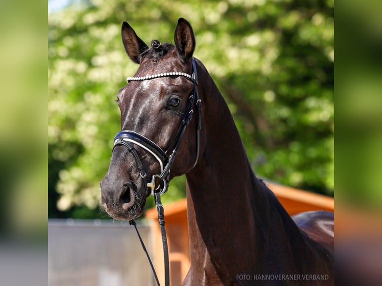 Hanovrien Hongre 5 Ans 177 cm Noir in Verden