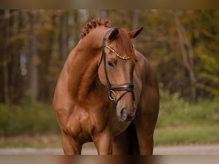 Hanovrien Hongre 5 Ans 178 cm Alezan in Wehringen