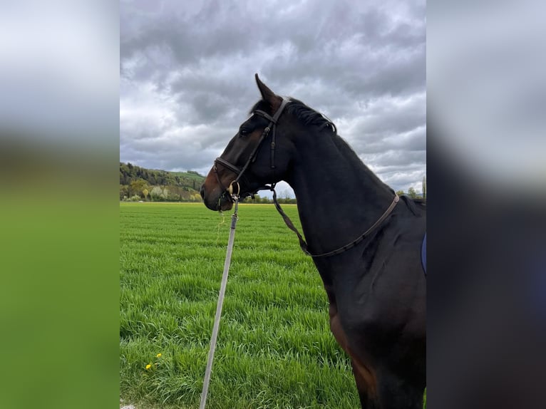 Hanovrien Hongre 5 Ans 178 cm Bai brun in Wichtrach