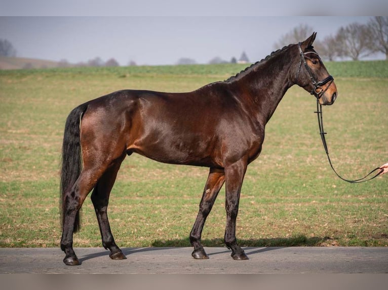 Hanovrien Hongre 5 Ans 178 cm Bai brun in Melle