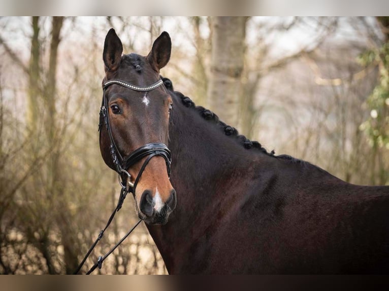 Hanovrien Hongre 5 Ans 178 cm Bai brun in Melle