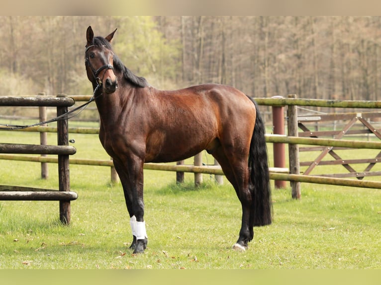 Hanovrien Hongre 5 Ans 178 cm Bai in Bettendorf