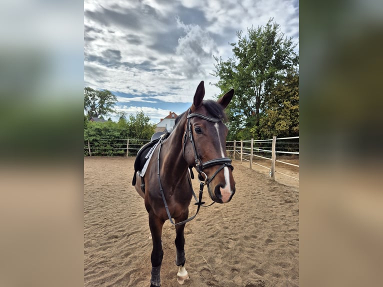 Hanovrien Hongre 5 Ans 178 cm Bai in Nordstemmen