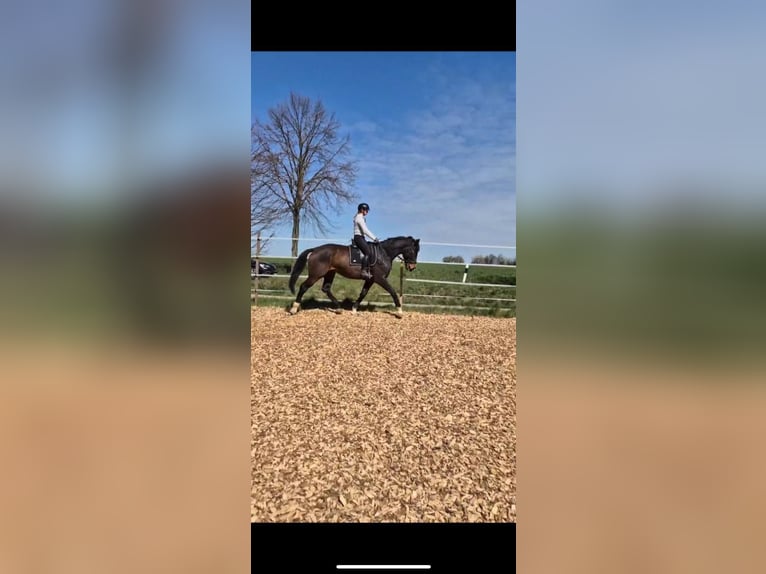 Hanovrien Hongre 5 Ans 178 cm Bai in Nordstemmen