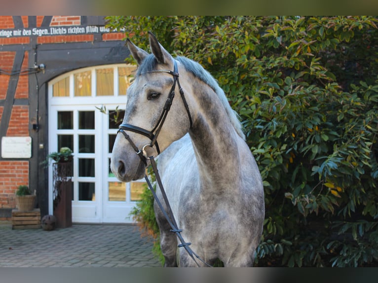 Hanovrien Hongre 5 Ans 178 cm Gris in Langlingen