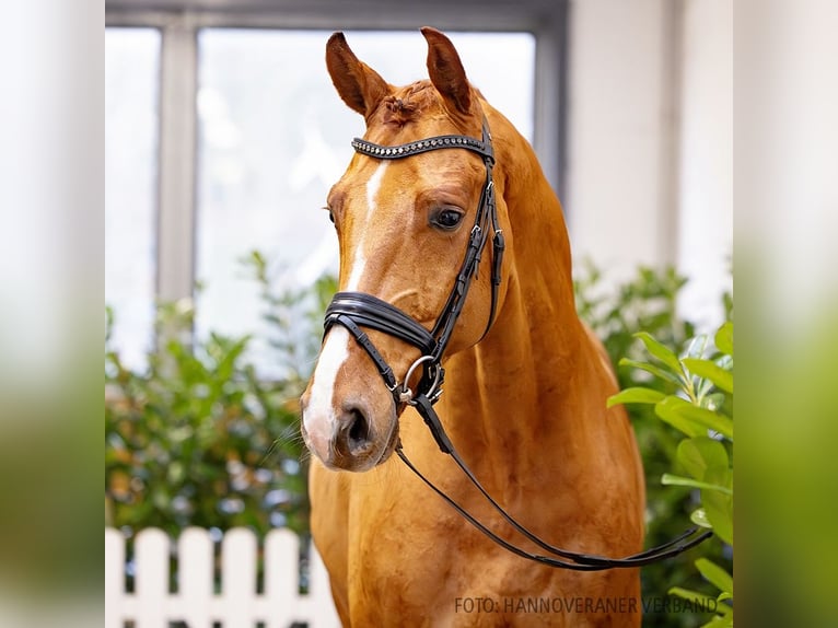 Hanovrien Hongre 5 Ans 179 cm Alezan in Verden