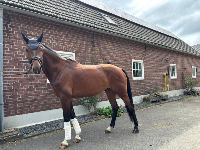 Hanovrien Hongre 5 Ans 180 cm Bai in Hamminkeln