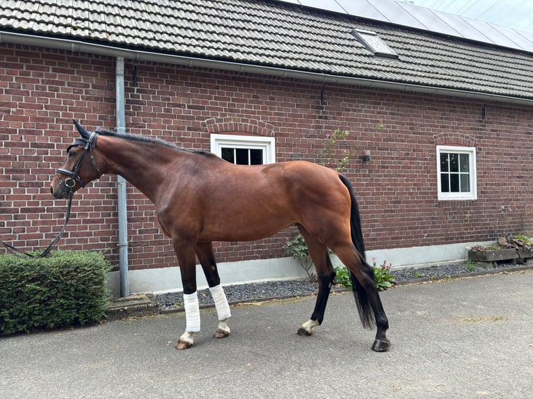 Hanovrien Hongre 5 Ans 180 cm Bai in Hamminkeln