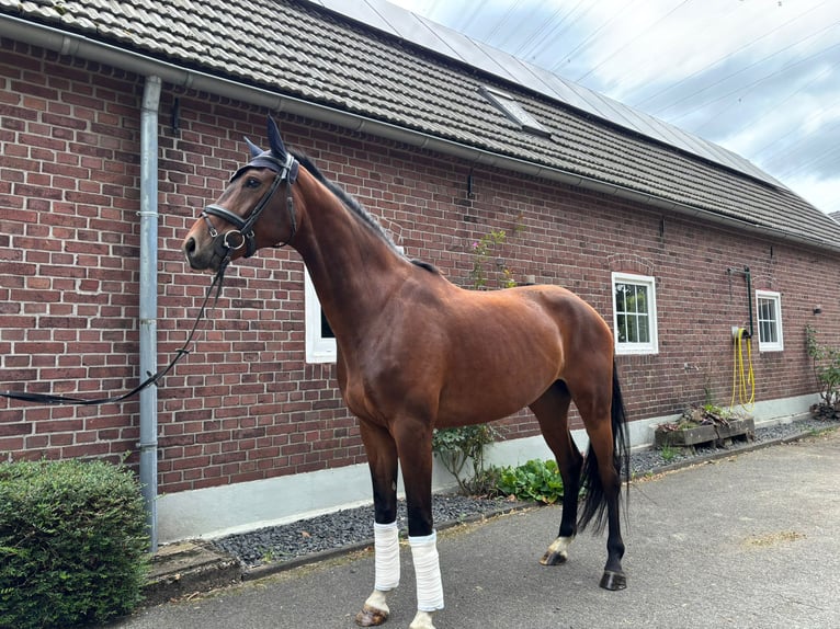 Hanovrien Hongre 5 Ans 180 cm Bai in Hamminkeln