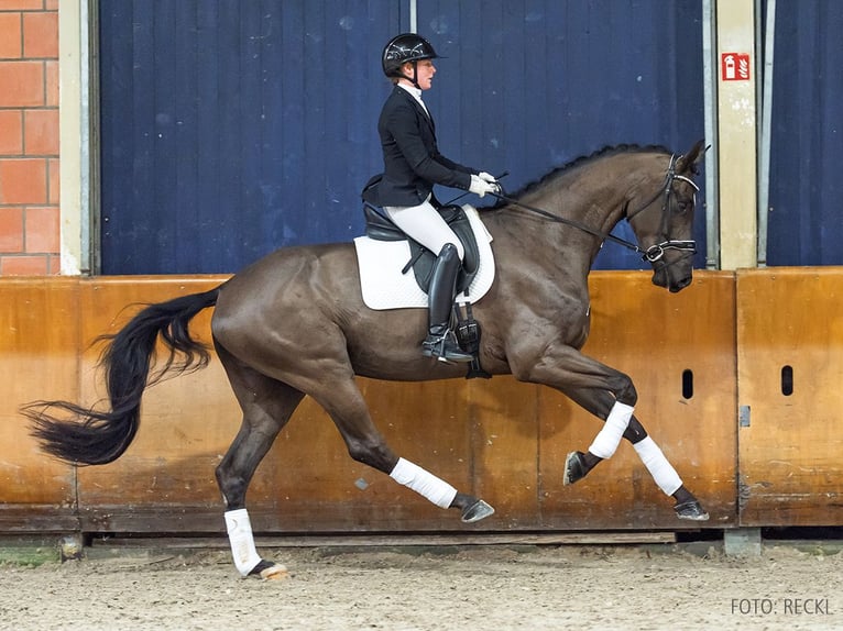 Hanovrien Hongre 5 Ans 180 cm Noir in Verden