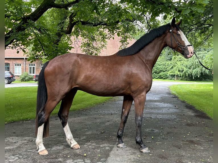 Hanovrien Hongre 5 Ans 182 cm Bai in Nienburg (Weser)