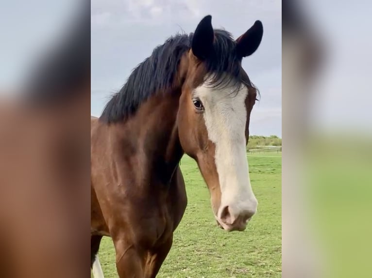 Hanovrien Hongre 5 Ans 182 cm Bai in Nienburg (Weser)
