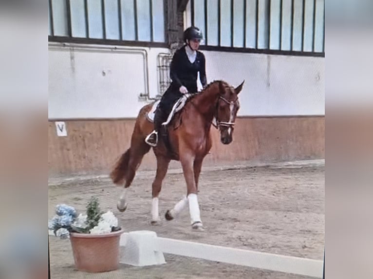 Hanovrien Hongre 5 Ans 185 cm Alezan in Grasberg