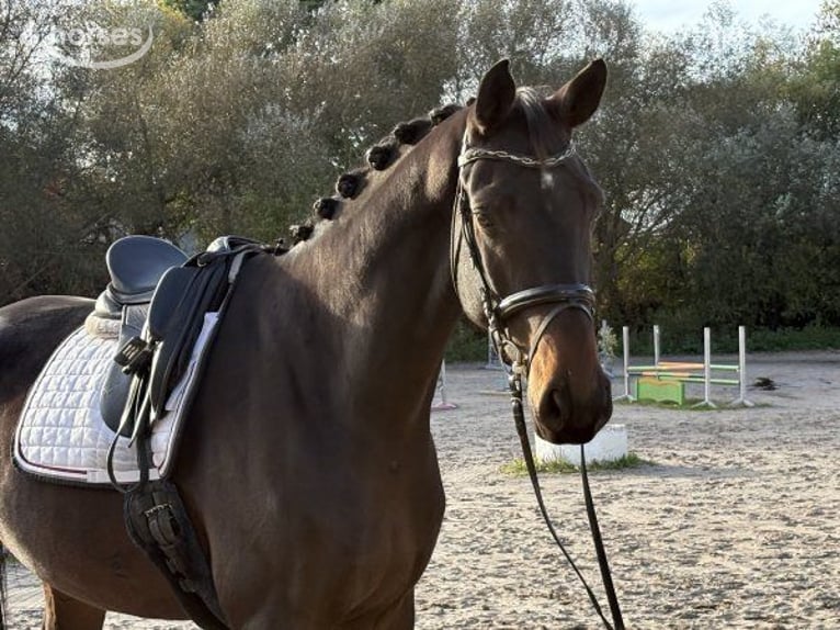 Hanovrien Hongre 5 Ans 185 cm Bai brun in Verden (Aller)