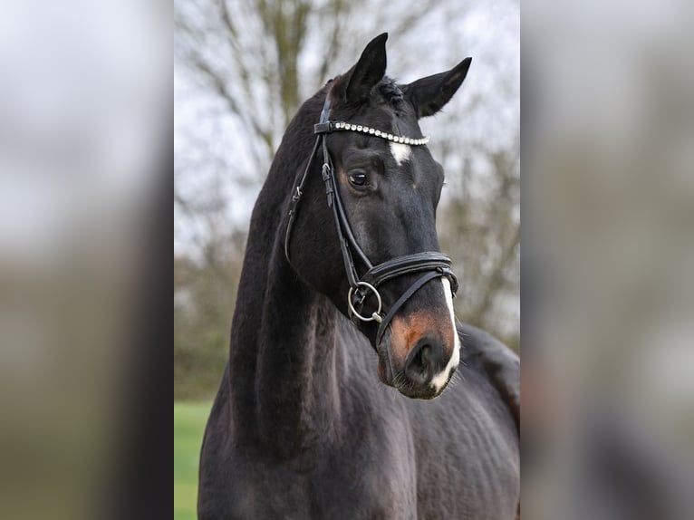 Hanovrien Hongre 5 Ans Bai brun foncé in Riedstadt